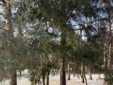 Погода в Набережных Челнах на 9 декабря