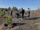 Яр Чаллыда ике ай эчендә биш мең төп агач һәм куак утыртылган