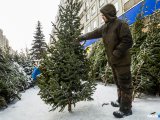 В преддверии Нового года стартовала торговля живыми ёлками