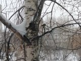 Яр Чаллыда җил көчәюе белән буран көтелә