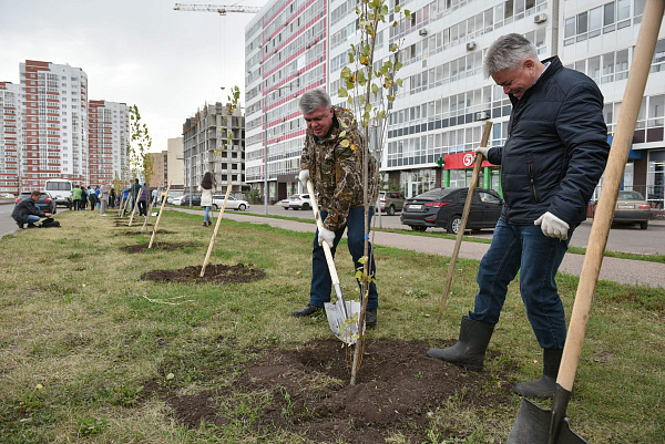 Чаллыда 510 төп пирамидаль тирәк утыртылды